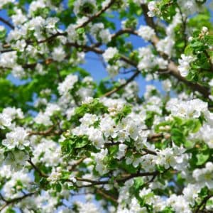 Een appelboom: reflecteert harmonie en de kracht van familiebanden.