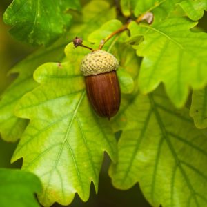 De eik: staat voor stabiliteit en persoonlijke groei in loopbaanontwikkeling