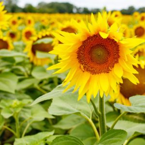 De zonnebloem: symboliseert helderheid en unieke individualiteit in Human Design.