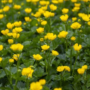Boterbloem passend bij vrolijkheid, speelsheid, kinderlijke blijdschap.