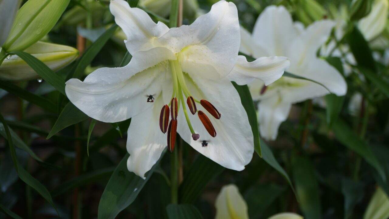 witte lelie als symbool voor energetische coaching
