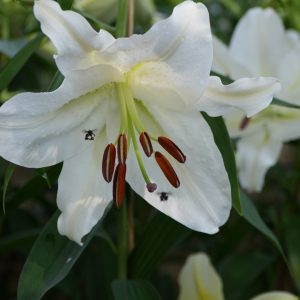 witte lelie als symbool voor energetische coaching