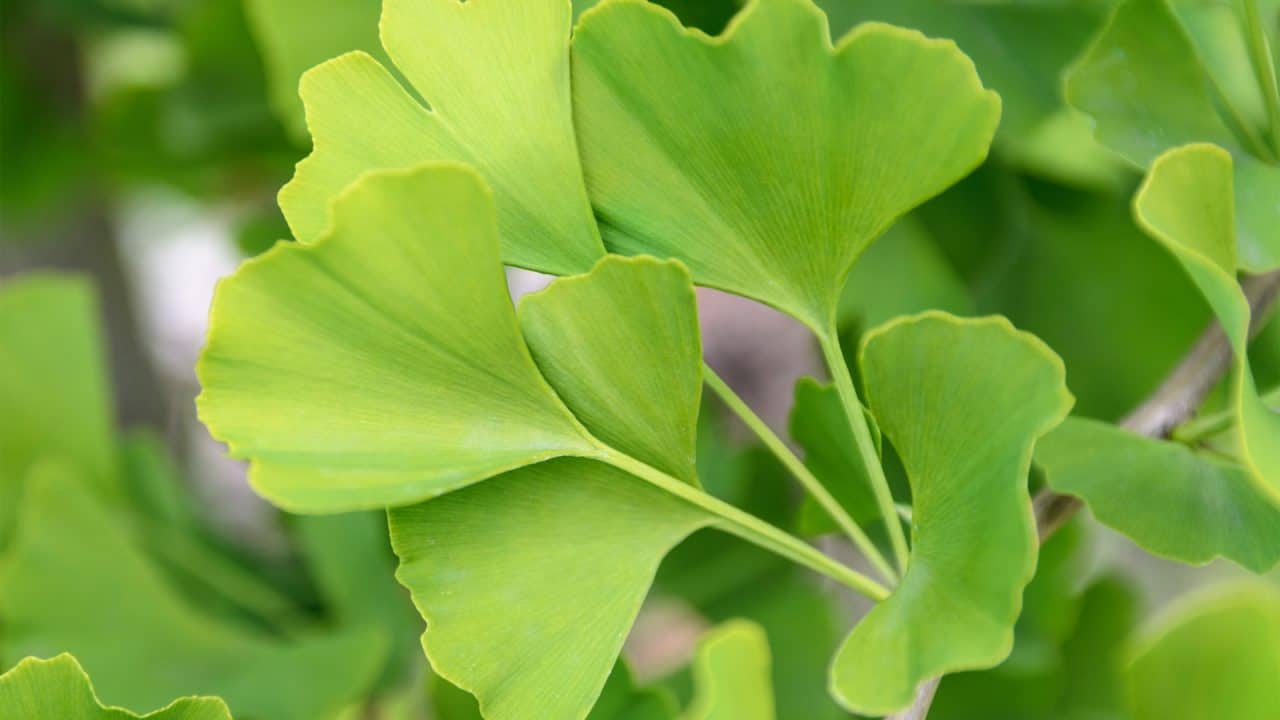 Ginkgo biloba als symbool voor Mindset coach