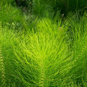 Heermoes als symbool voor lichaamsgerichte coach