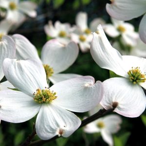 Kornoeljebloesem als symbool voor traumacoach