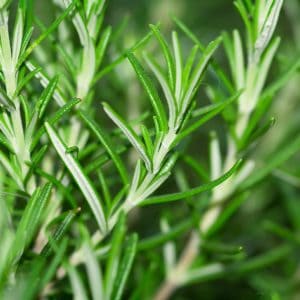 Rozemarijn als symbool voor vitaliteit, energie en mentale helderheid bij vitaliteitscoaching