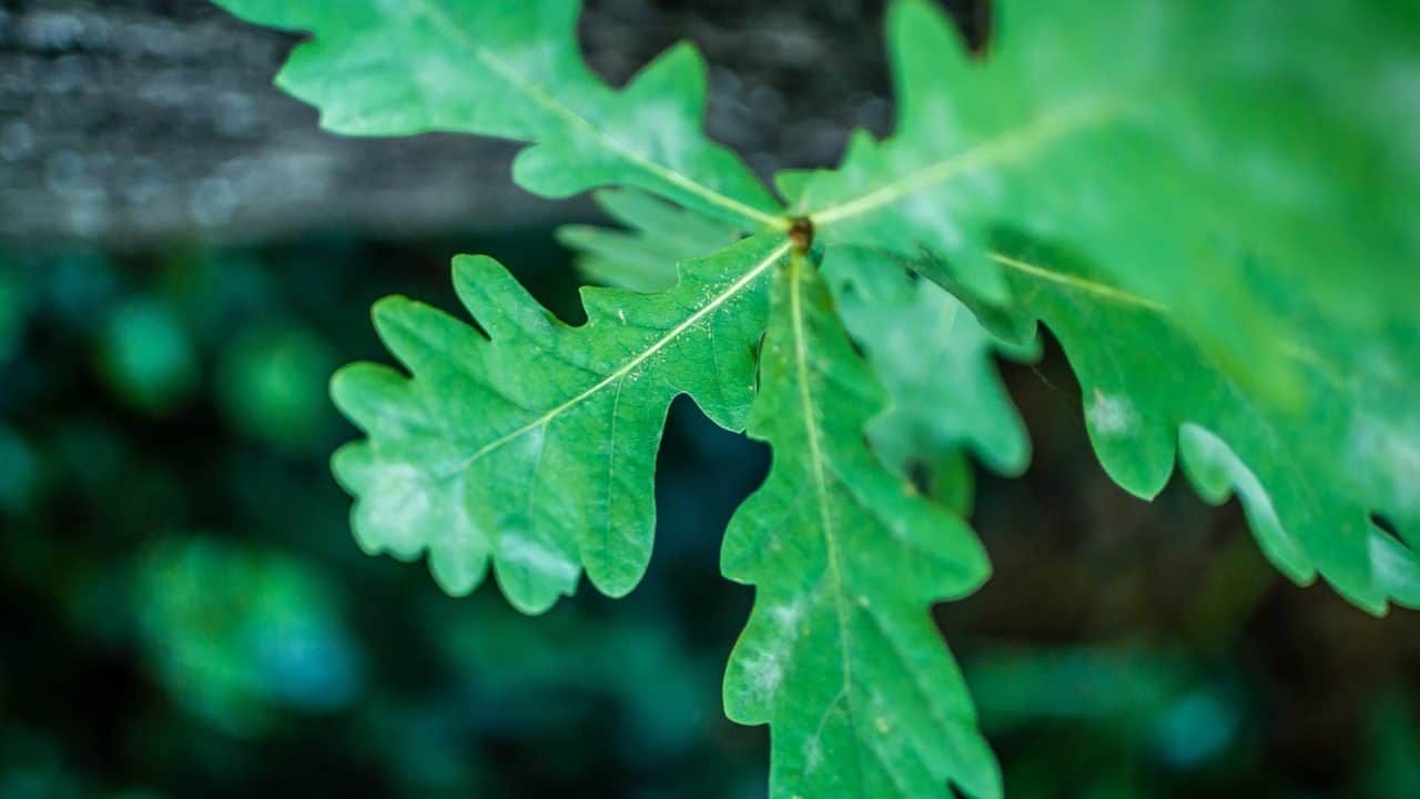 eikenblad als symbool voor leiderschap coach