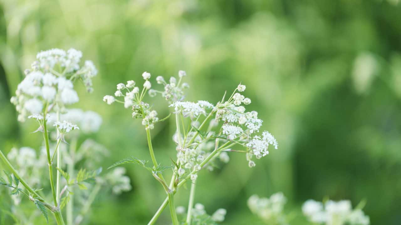 Fluitenkruid als symbool voor wandelcoach