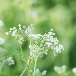 Fluitenkruid als symbool voor wandelcoach