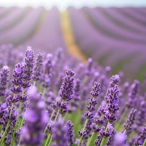 Lavendel als symbool voor emotiecoach